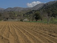 GR, Crete, Lasithi, Agios Georgios 8, Saxifraga-Jan van der Straaten